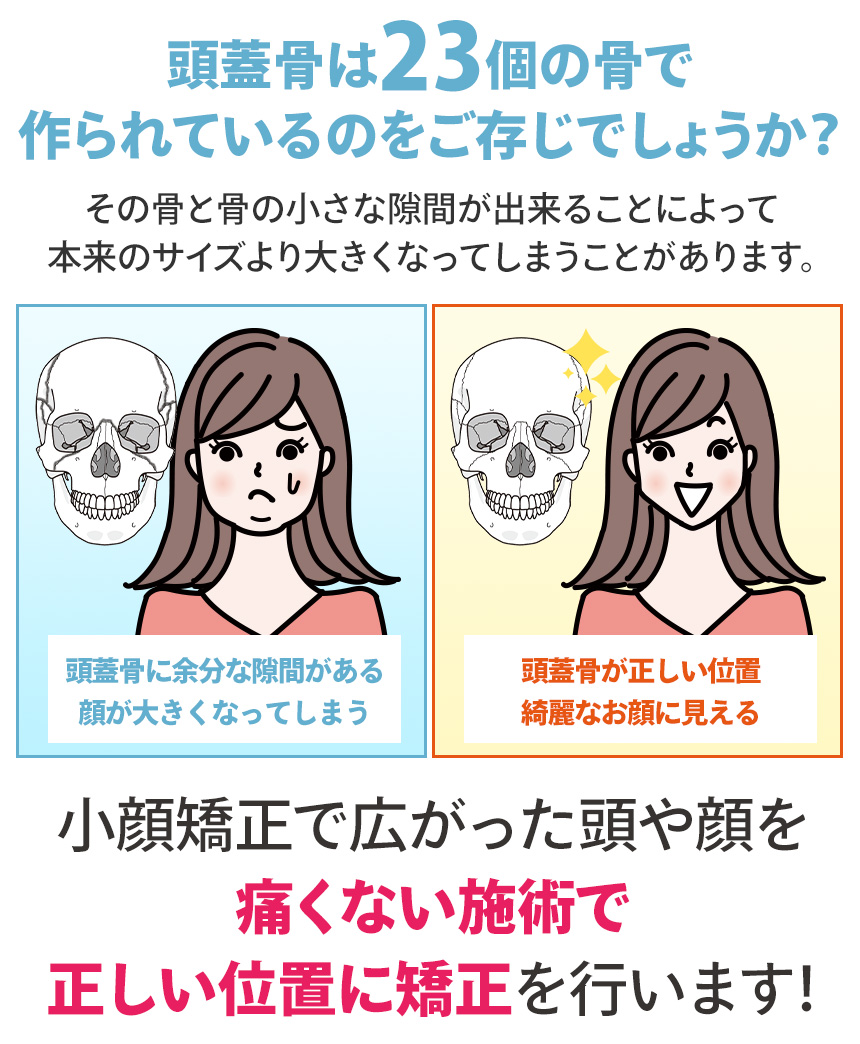 頭蓋骨は23個の骨で作られているのをご存じでしょうか？